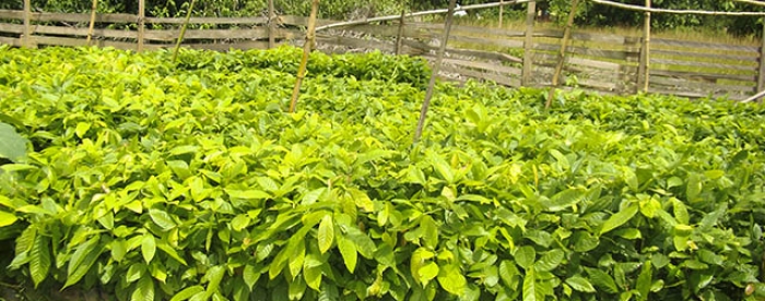 Illegal chainsaw operators to increase the forest cover in Ghana