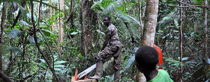 Suriname in good position to address emerging timber legality requirements