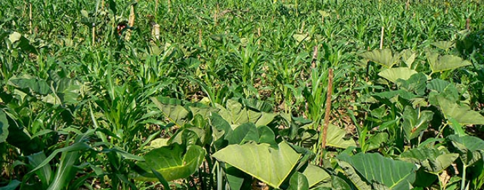 Experimental Agro-forestry Plot Yields 10 Mini Bags of Rice