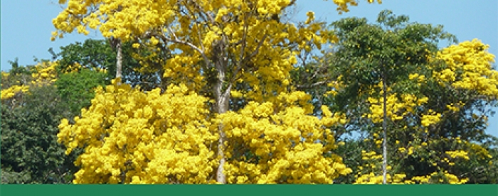 REDD+ manual for Indigenous and Maroon people