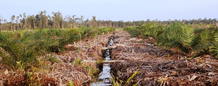 Key pointers for an ambitious EU action plan against deforestation