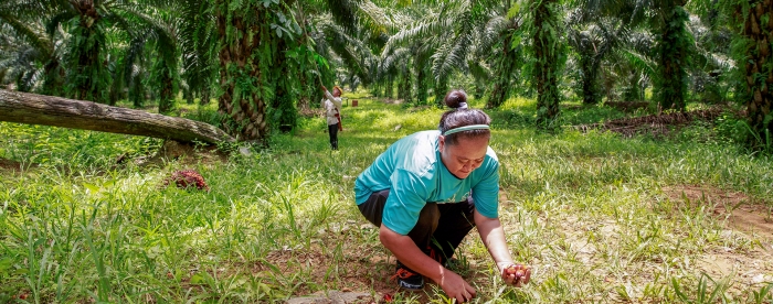 Latest ETFRN news - Exploring inclusive palm oil production 
