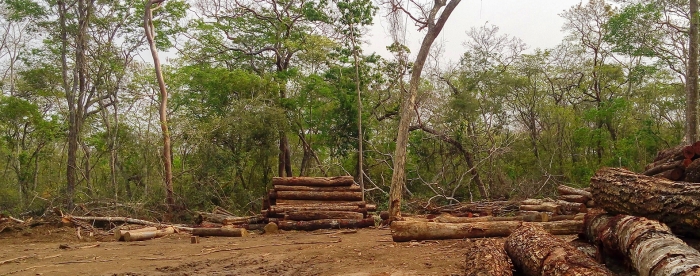 Towards better forest management and governance in Bolivia 
