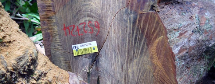 Logged tropical forests retain important environmental values