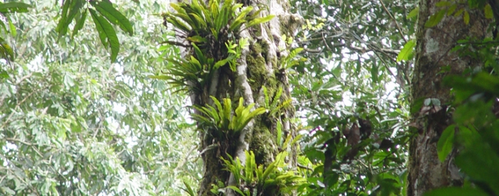 Frontrunners show the way how to make sustainable forestry business work