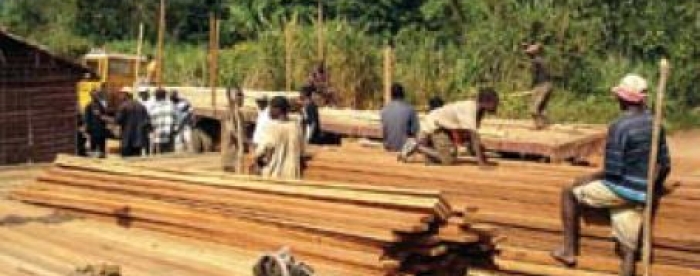 Effectively addressing domestic and regional timber trade within FLEGT VPAs