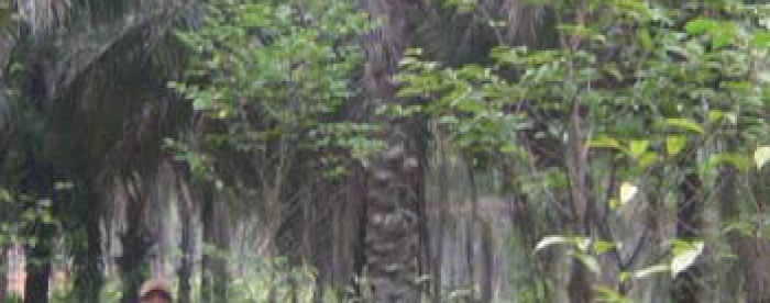 Promoting agarwood-based agroforestry systems in north central provinces of Viet Nam