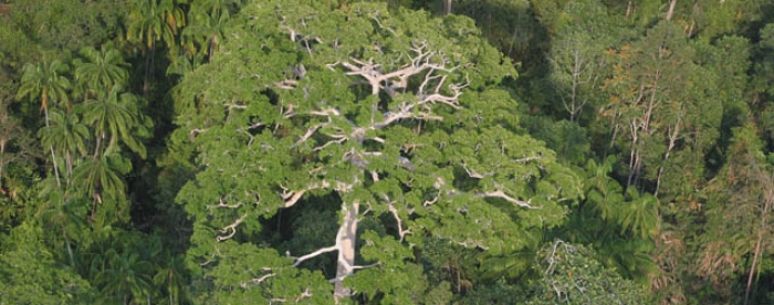 Sustainable management practice drives bigger demand for HCV training in Indonesia