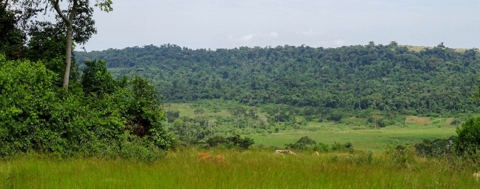 Oil palm cultivation on Buvuma island, Uganda, may cause deforestation elsewhere
